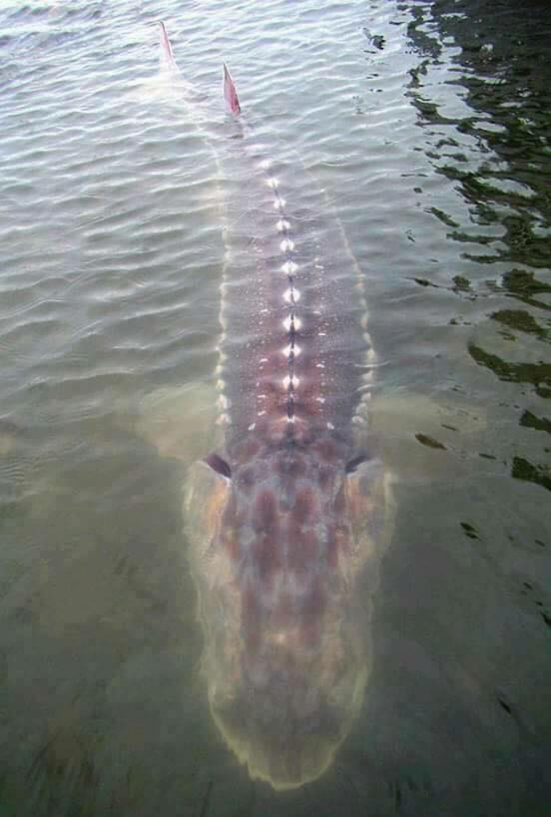 Giant sturgeon in the Fraser River, Canada