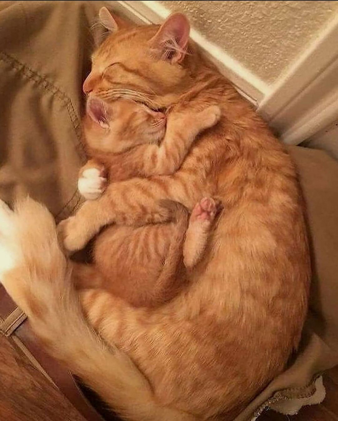 So adorable nothing beats the mother love