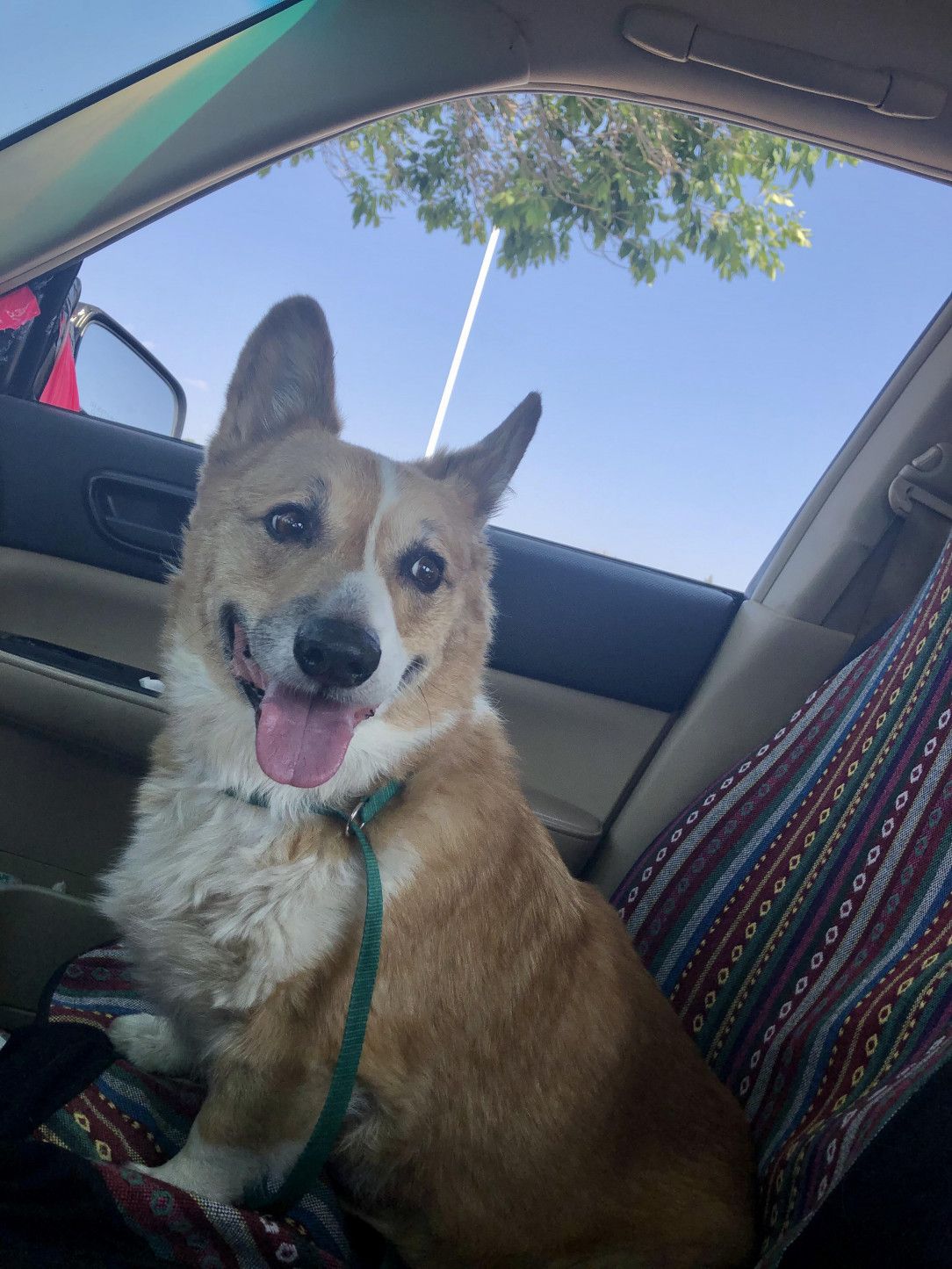 11 year old Bullet smiling cus the vet said he doesn’t have cancer