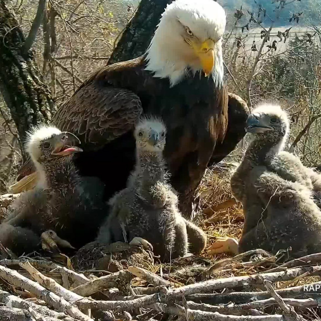 A Bald Eagle family photo