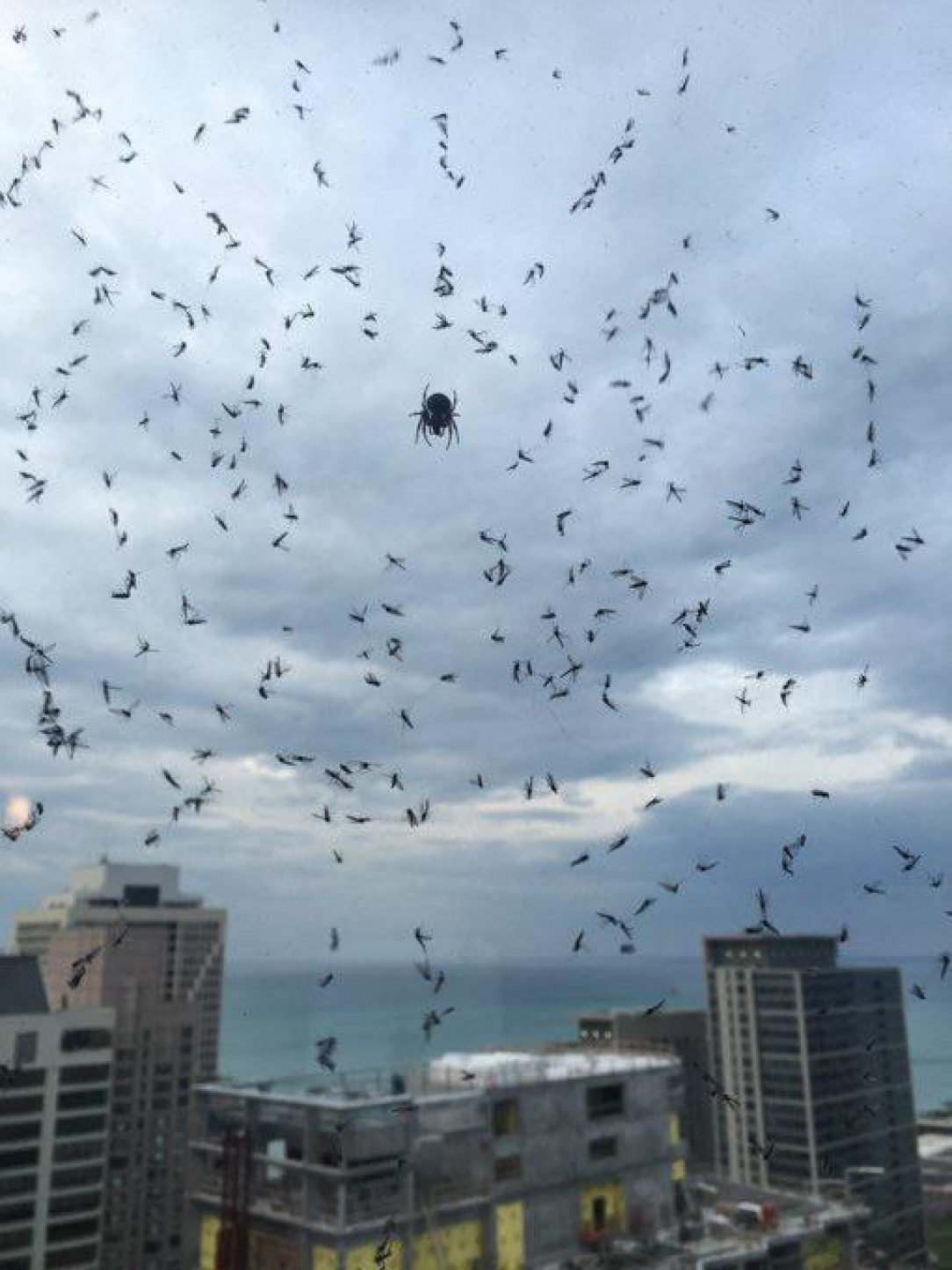 Mosquitoes trapped in spider web