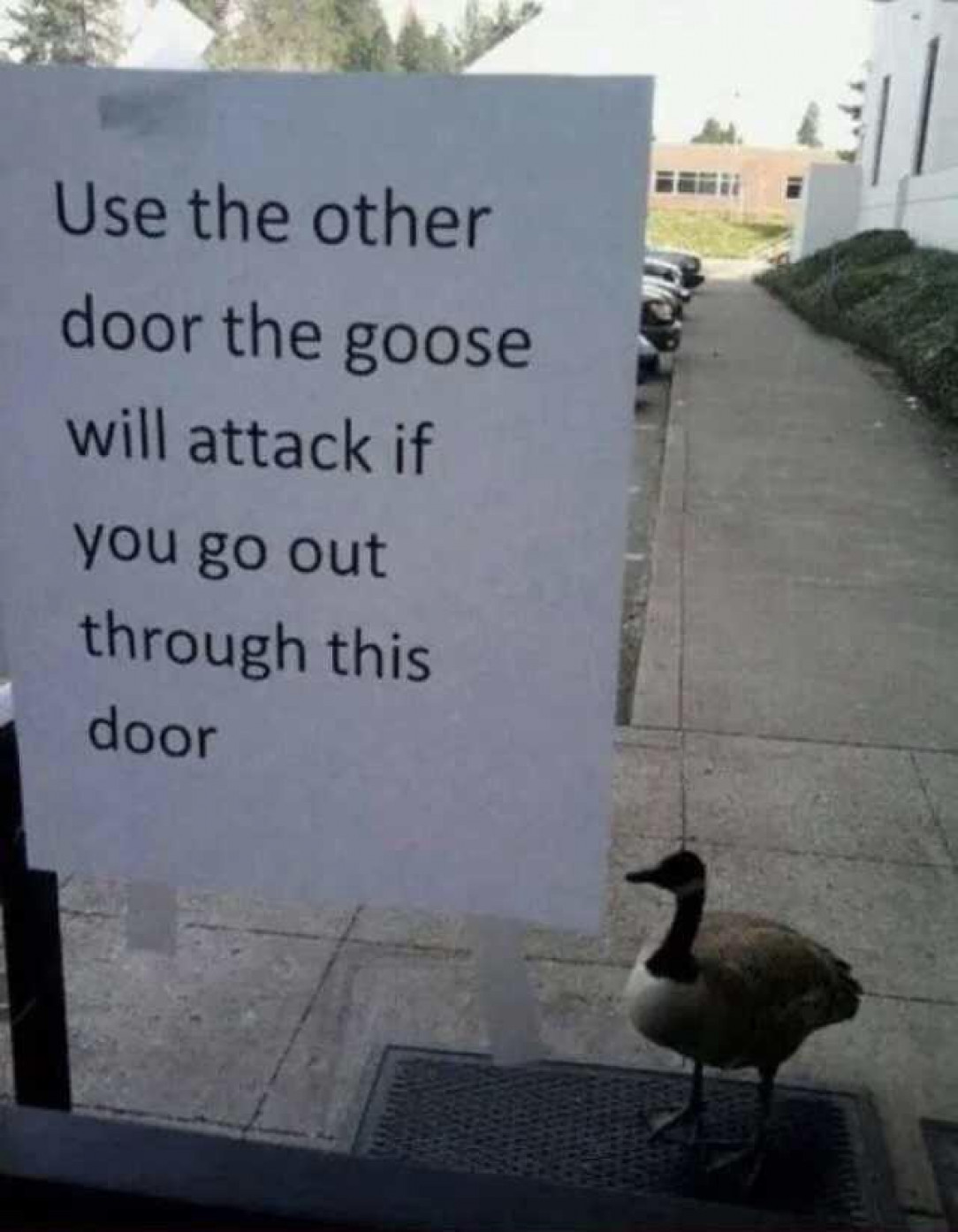 Door Goose, protector of one door