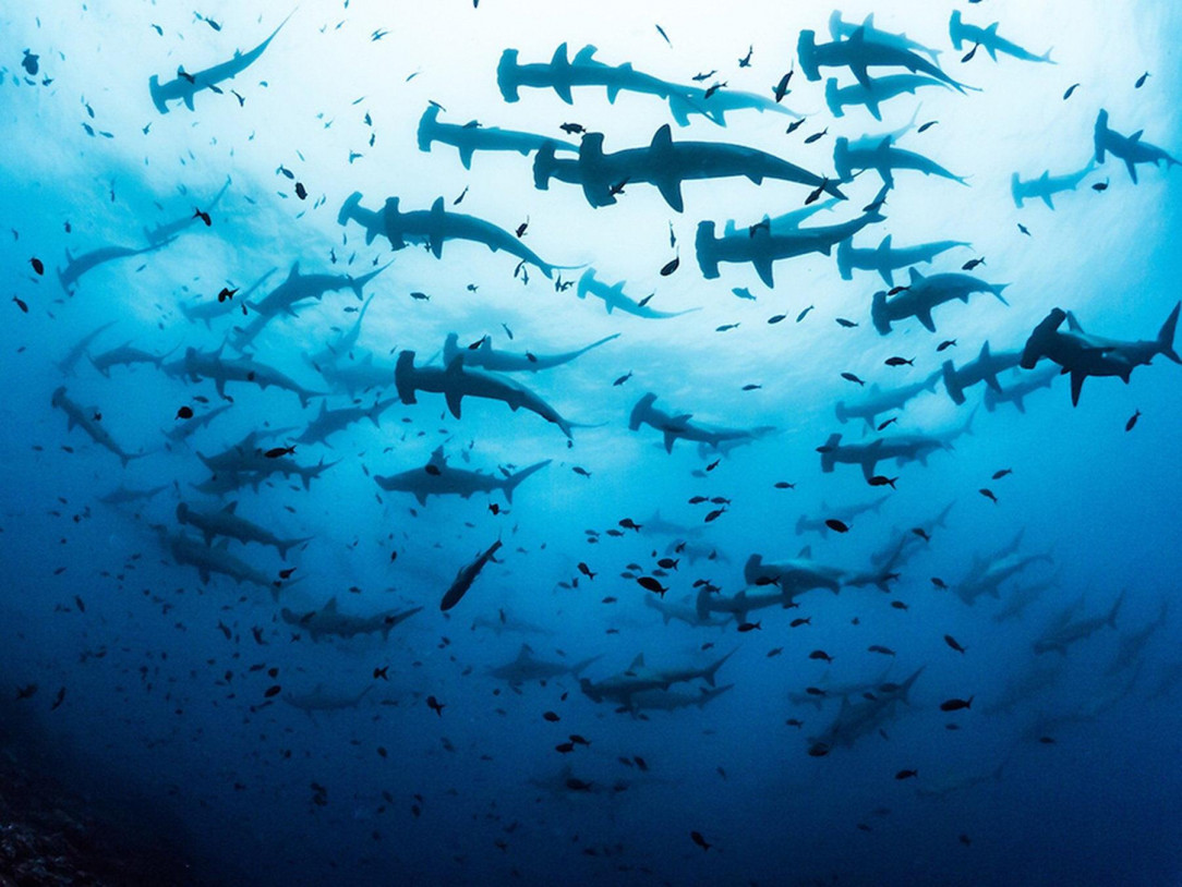 A massive school of Hammerhead Sharks moving as a pack