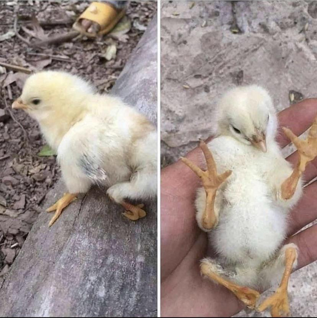 Chick born with the genetic defect polymelia, causing it to have 4 legs