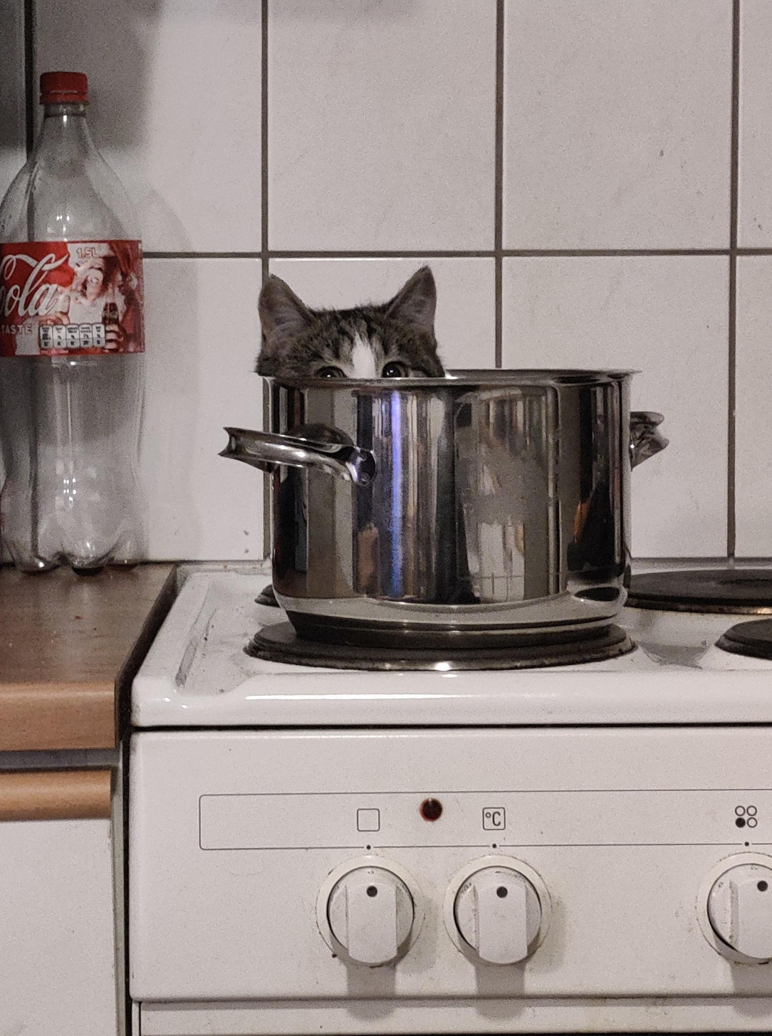 Cat in a pot (not boiled)