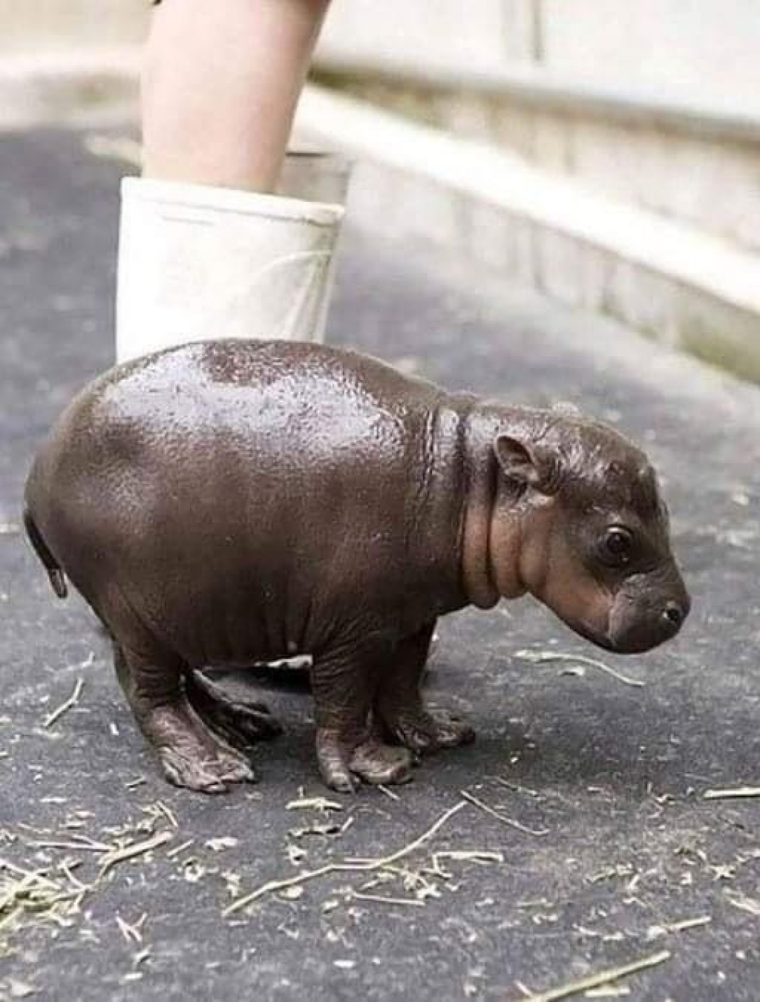 2 hour old hippo