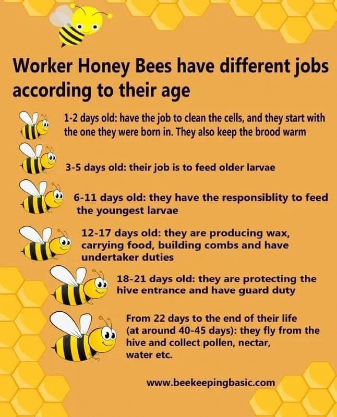 Cool info about bees