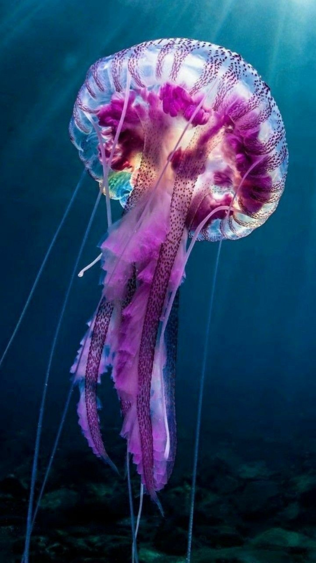 wonderful magenta jellyfish