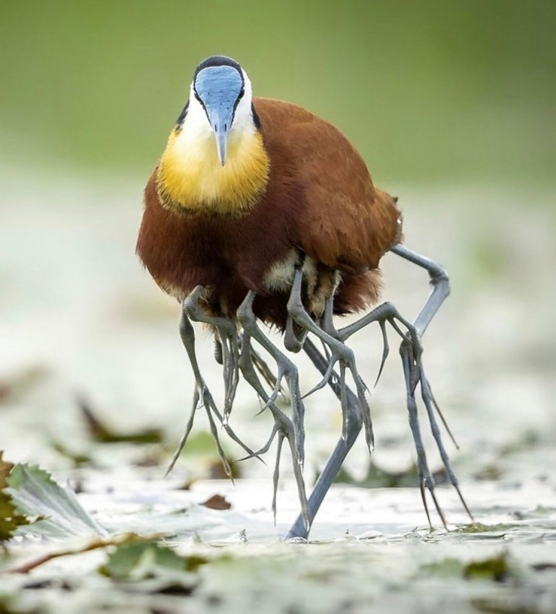 A Jacana carrying chicks underneath its wings