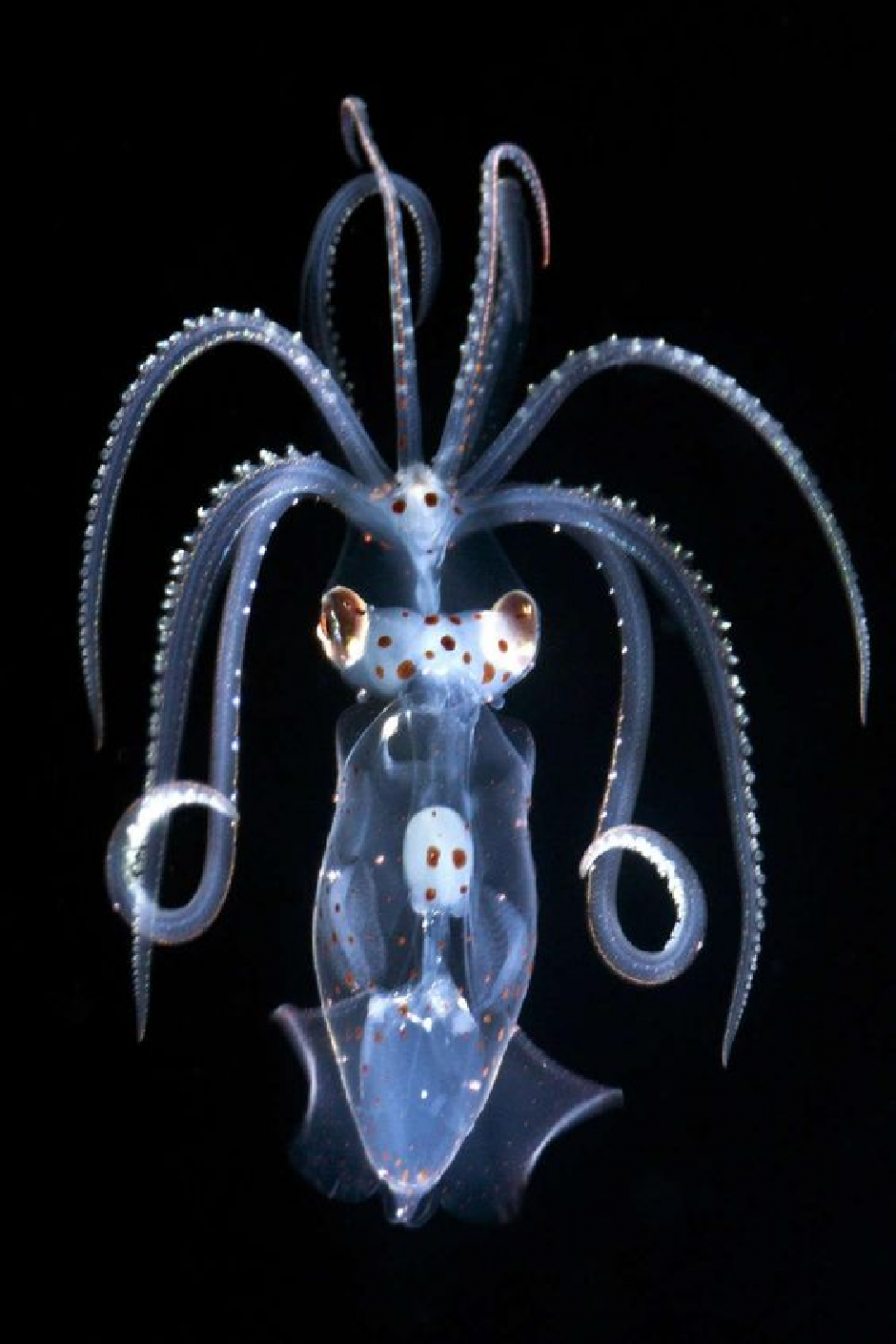 Young sharpear enope squid