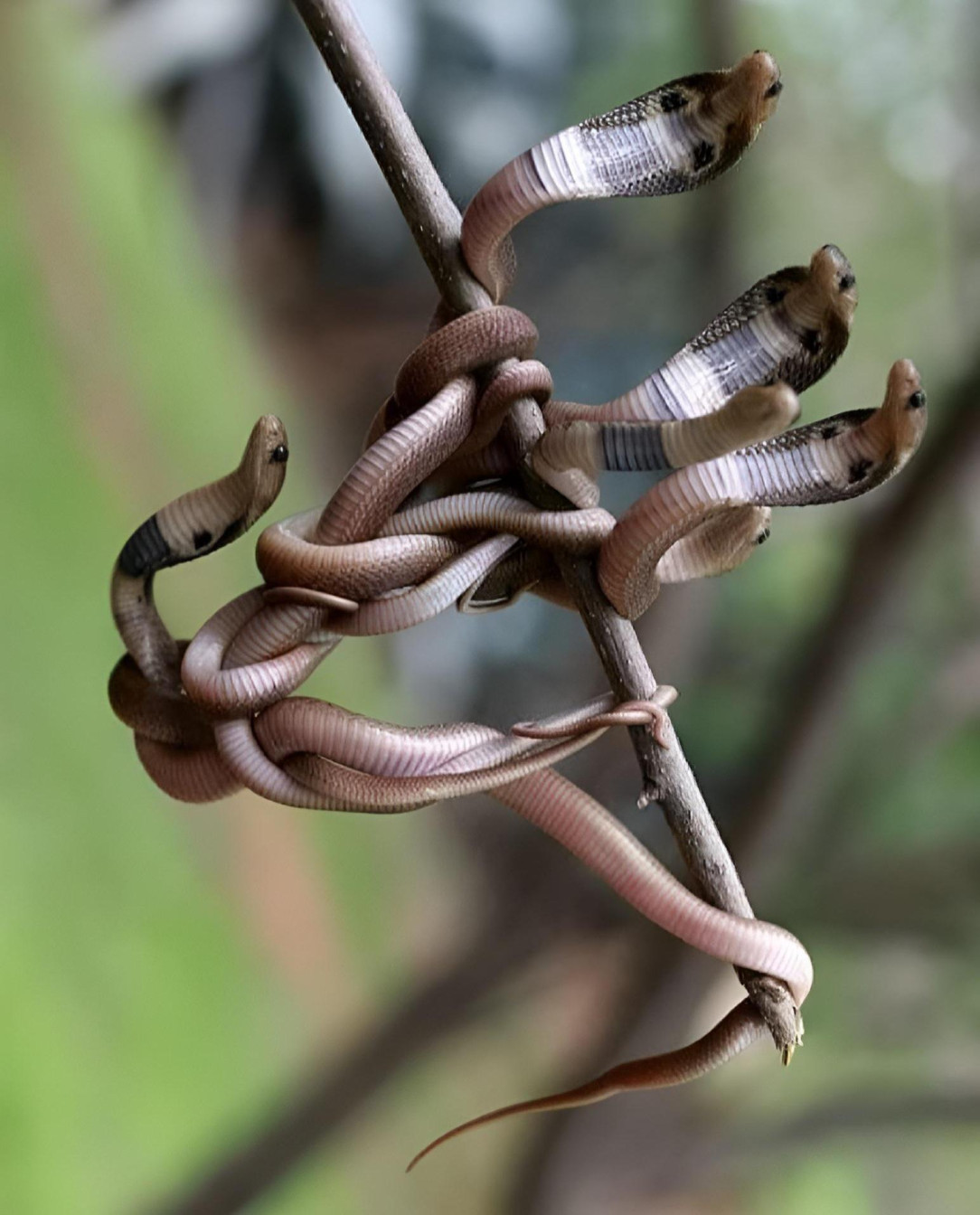 A clutch of cobras hanging out while attempting to braid