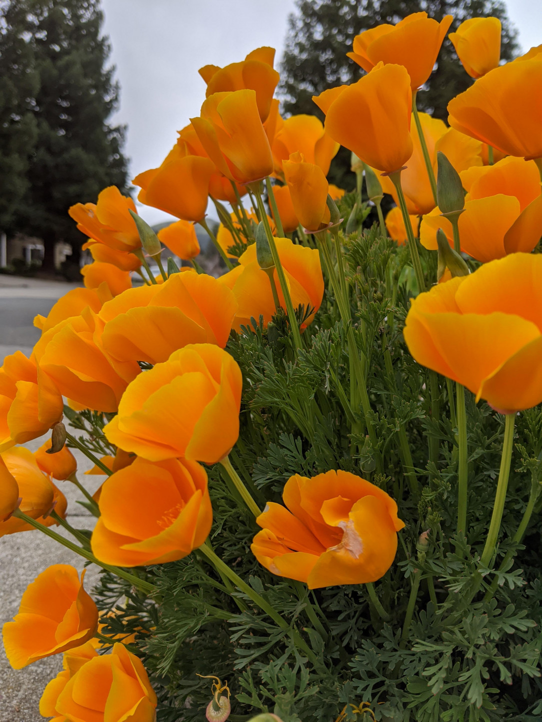 Golden poppy in bloom