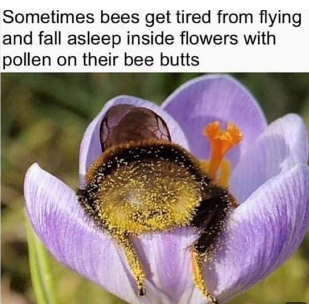 Sometimes bees get tired too