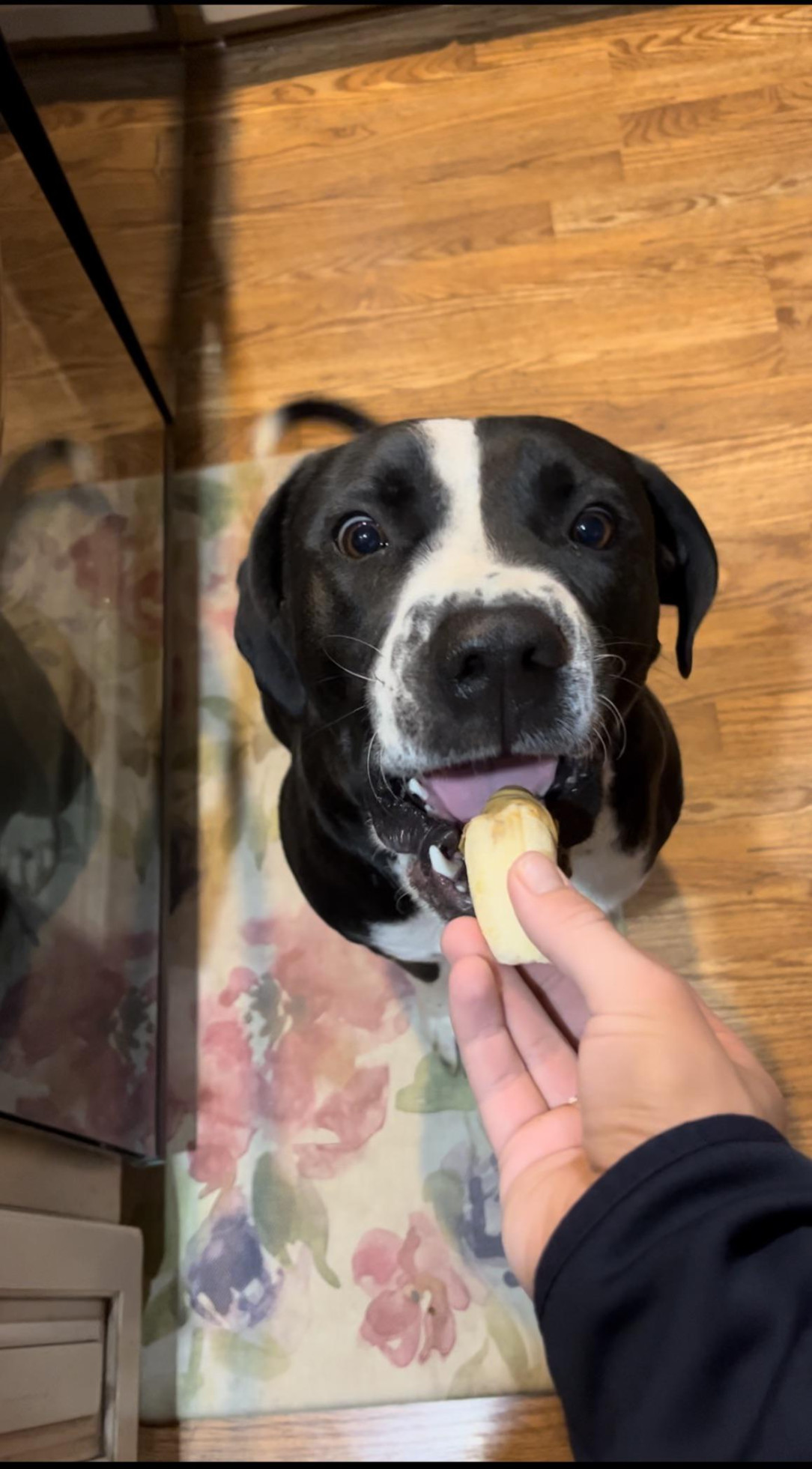 That look of derpy joy just before the delicious banana peanut butter snack
