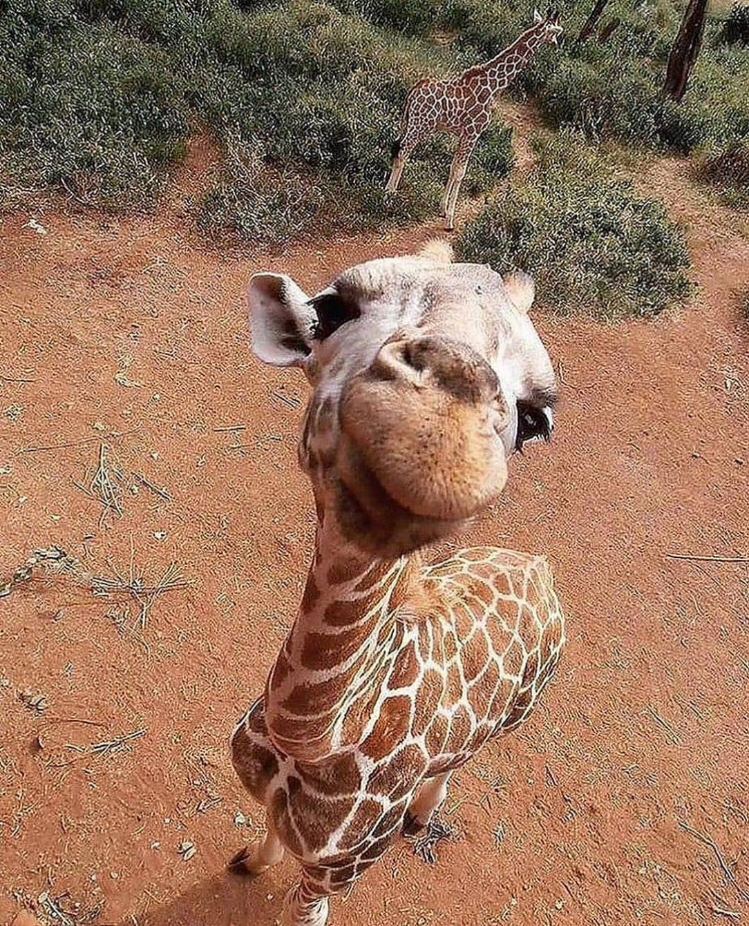 Giraffe nailed the cutest pose 🦒😀🥰