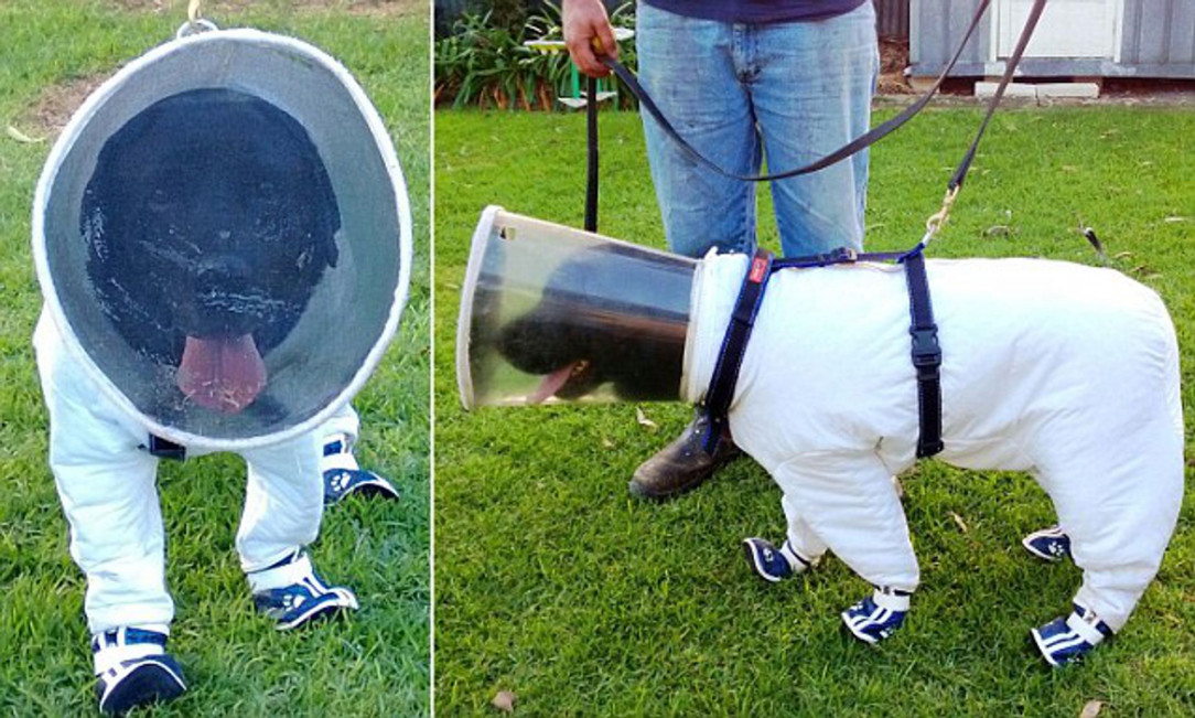 Bazz: A dog trained to sniff out diseases that wipes out beehives 🐕