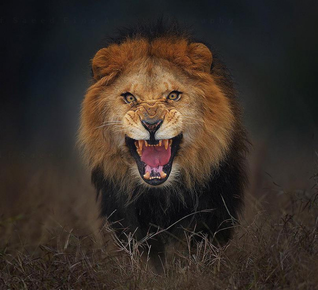 This image of a lion taken just prior to it charging at photographer Atif Saeed in 2012 in Pakistan