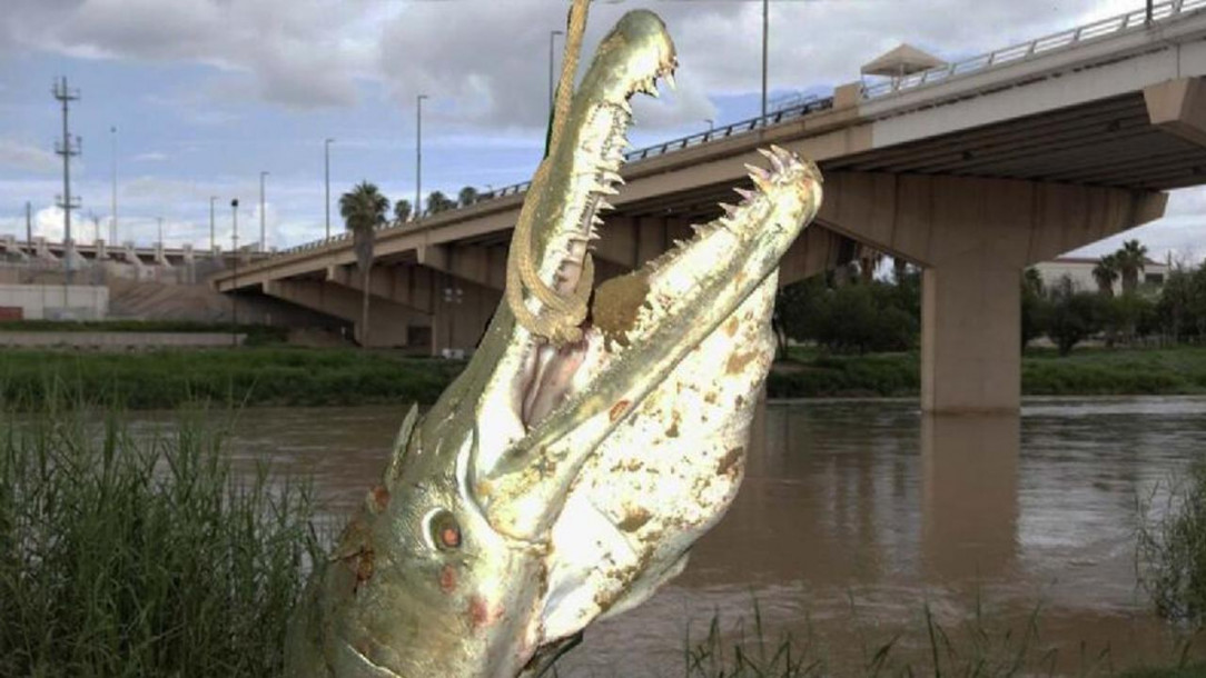 This huge, scary dinosaur-looking fish still swims in the Rio Grande