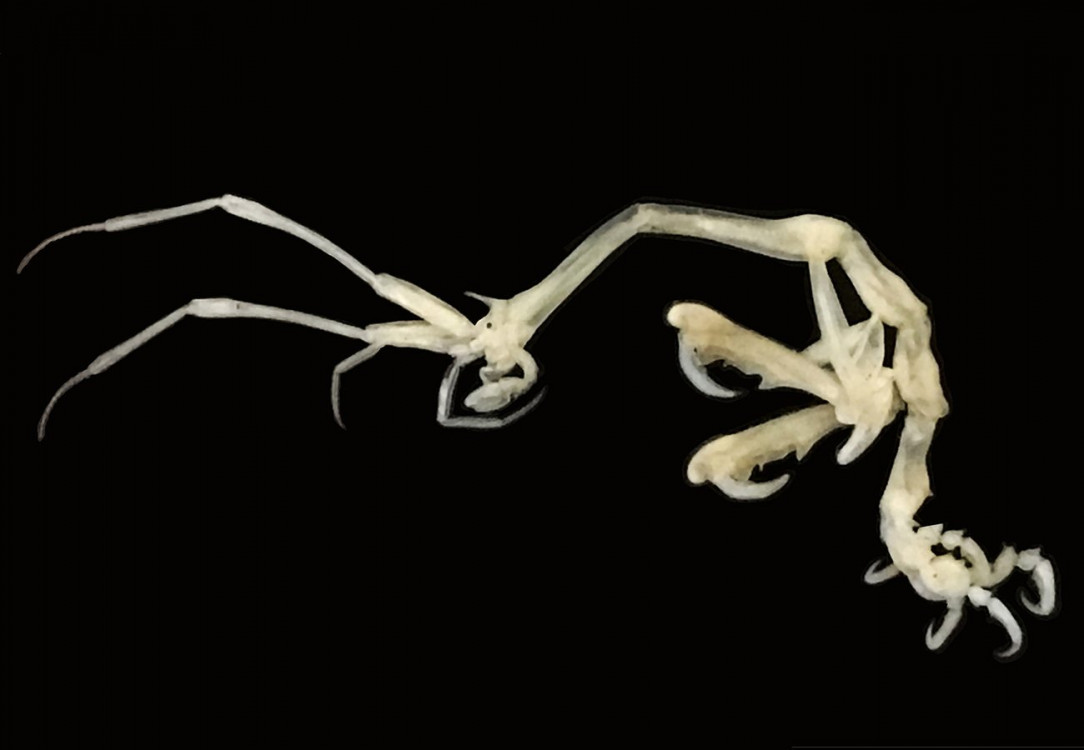 Caprellid amphipod - also known as the skeleton shrimp