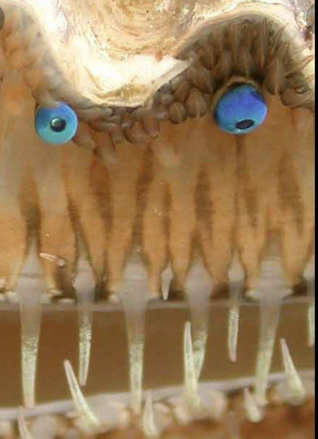 Close up of a scallop’s eyes and teeth