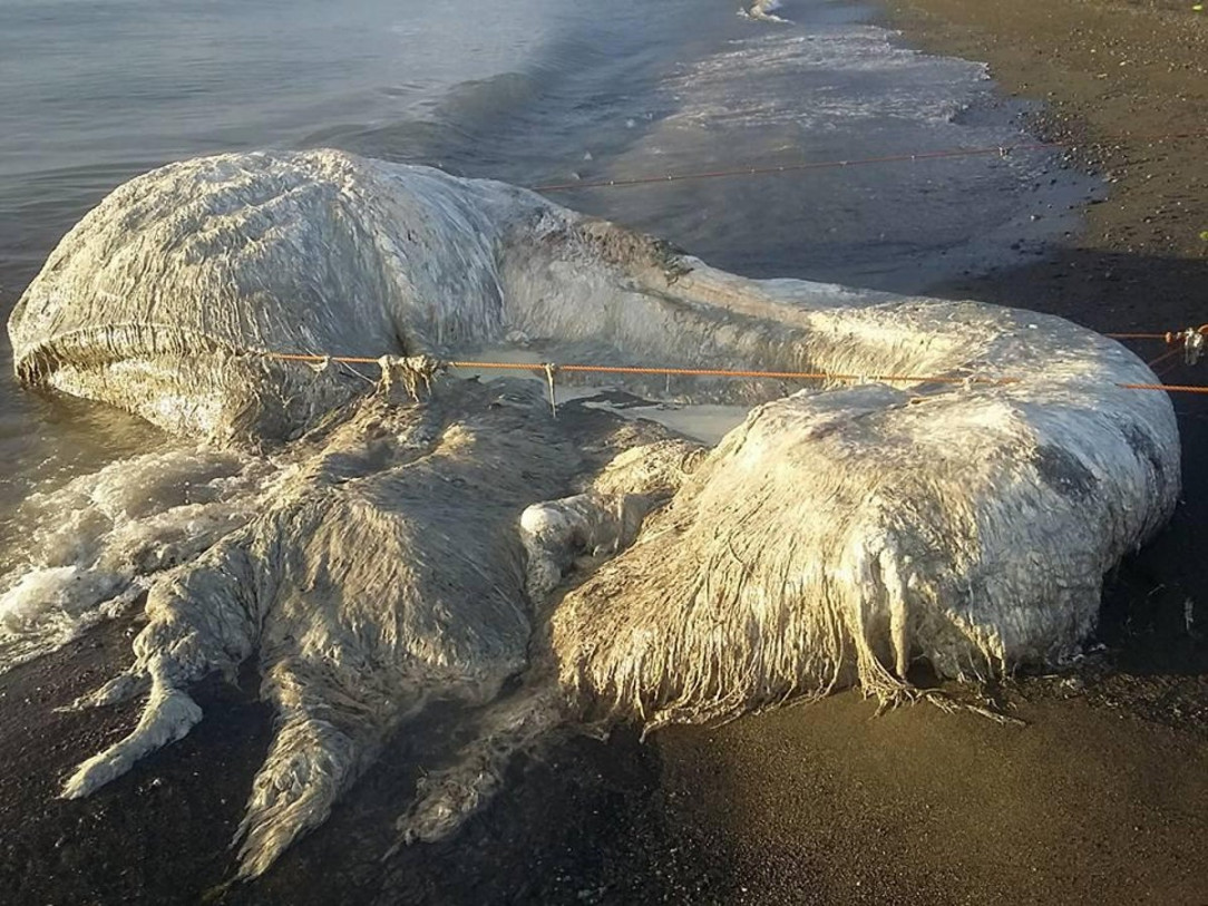 A giant piece of rotting flesh found washed up o a beach in the Philippines