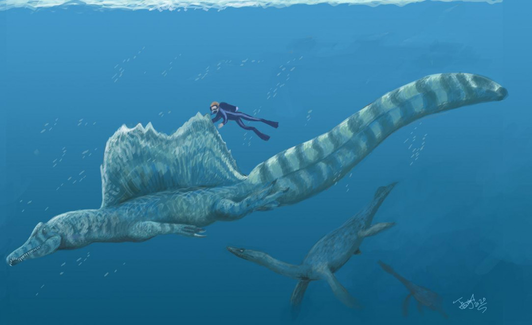 Size of a Spinosaurus, a massive semi aquatic Cretaceous dinosaur