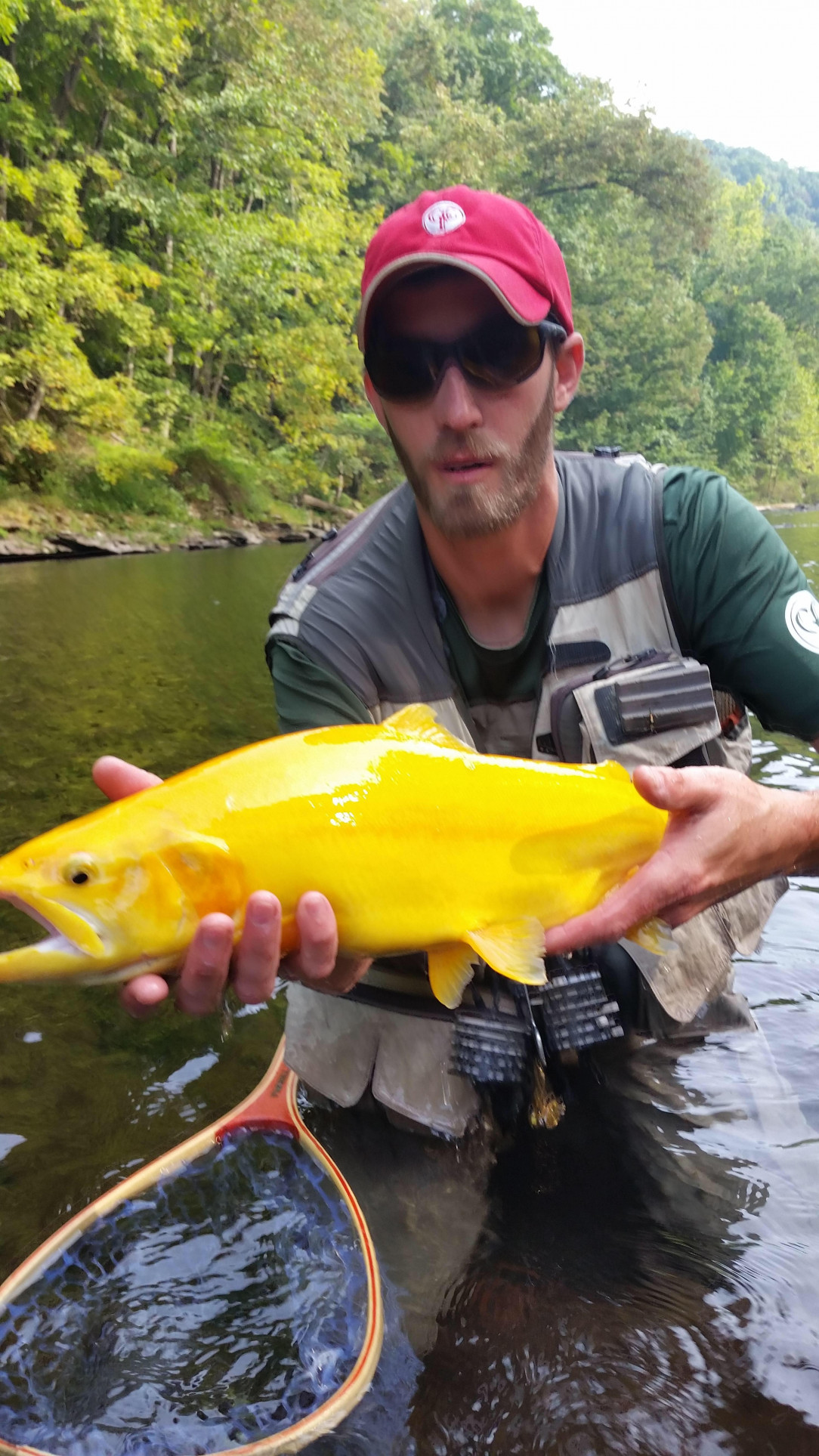 This golden trout