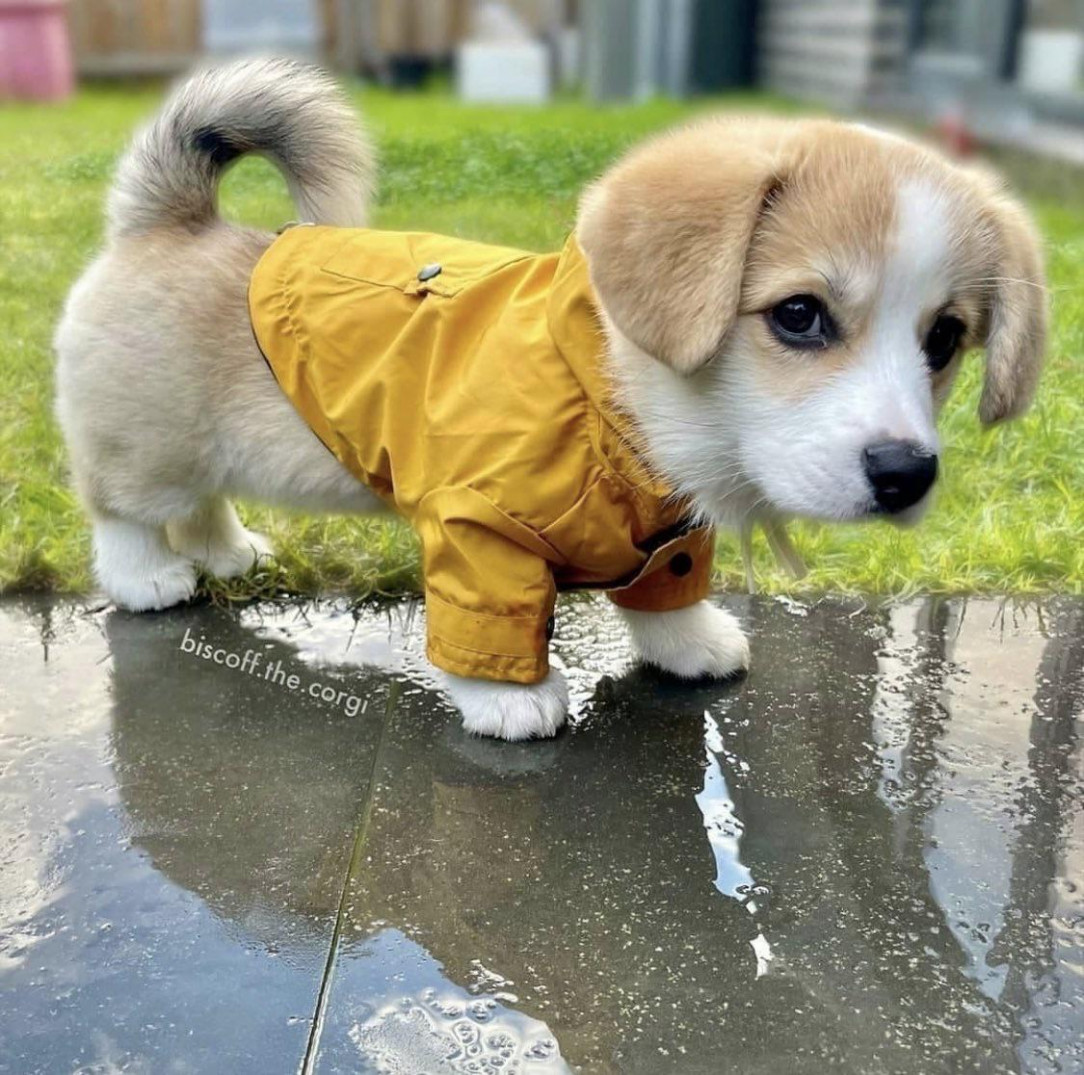 If you’re having a bad day, here’s an image of a puppy in a raincoat 🐩