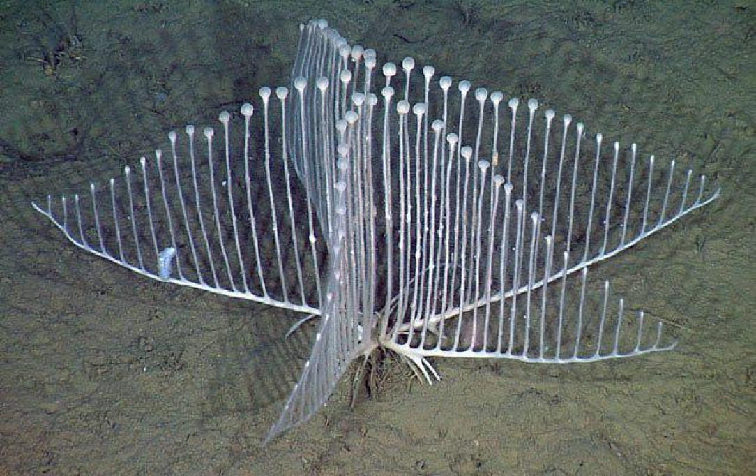 Carnivorous deep-sea harp sponge