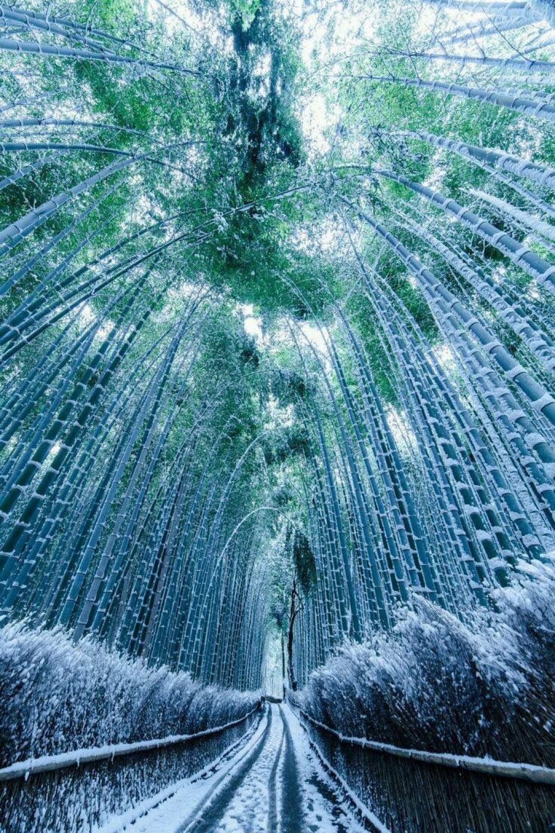 This frozen bamboo forest in Japan