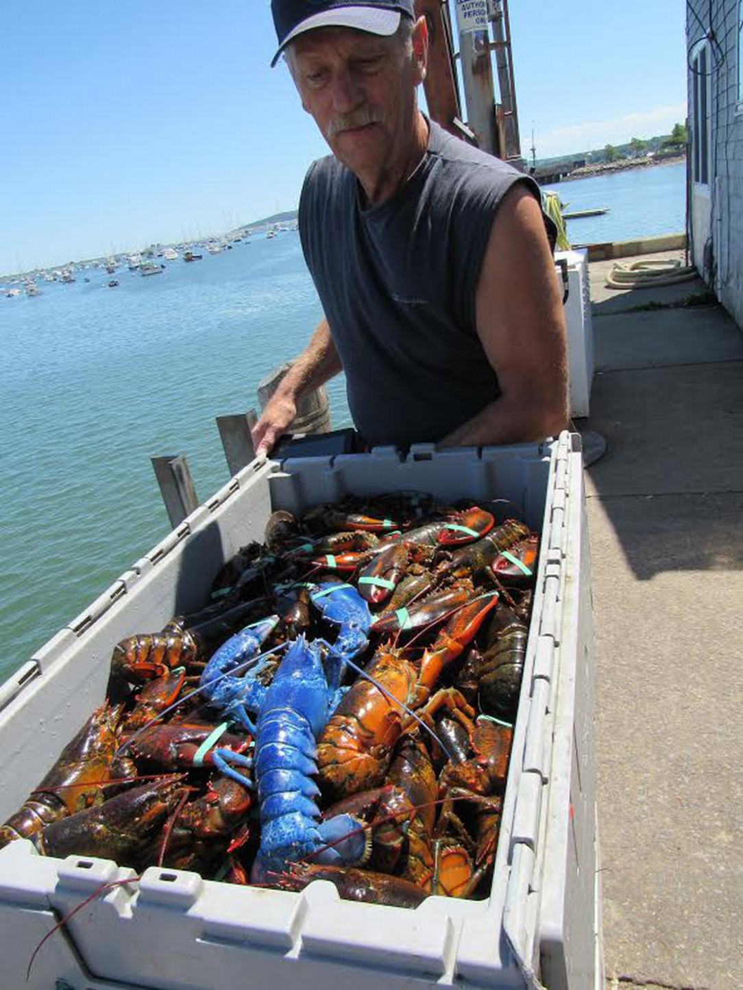 A blue lobster