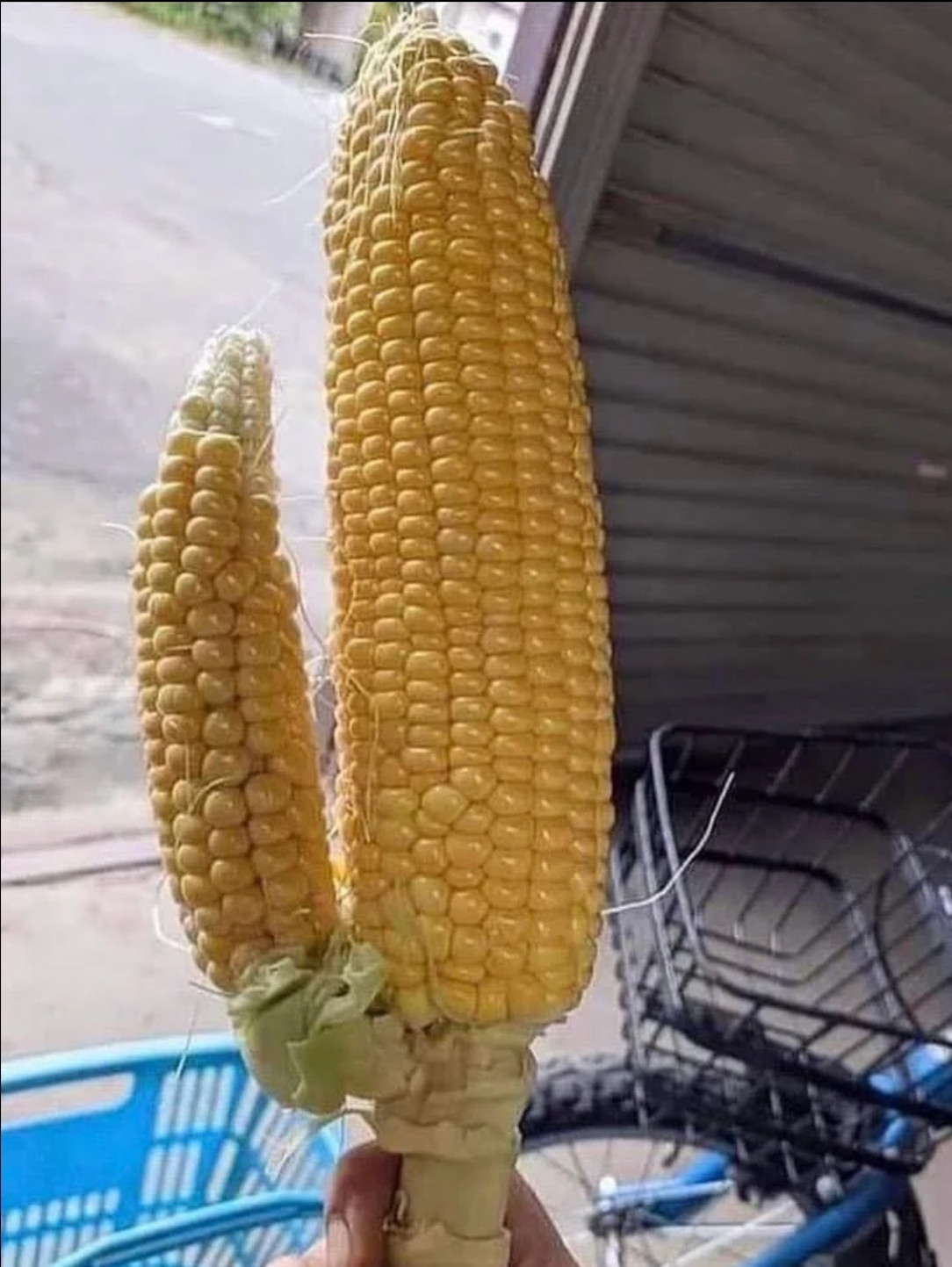 Cornbros, The Guardians of The Field
