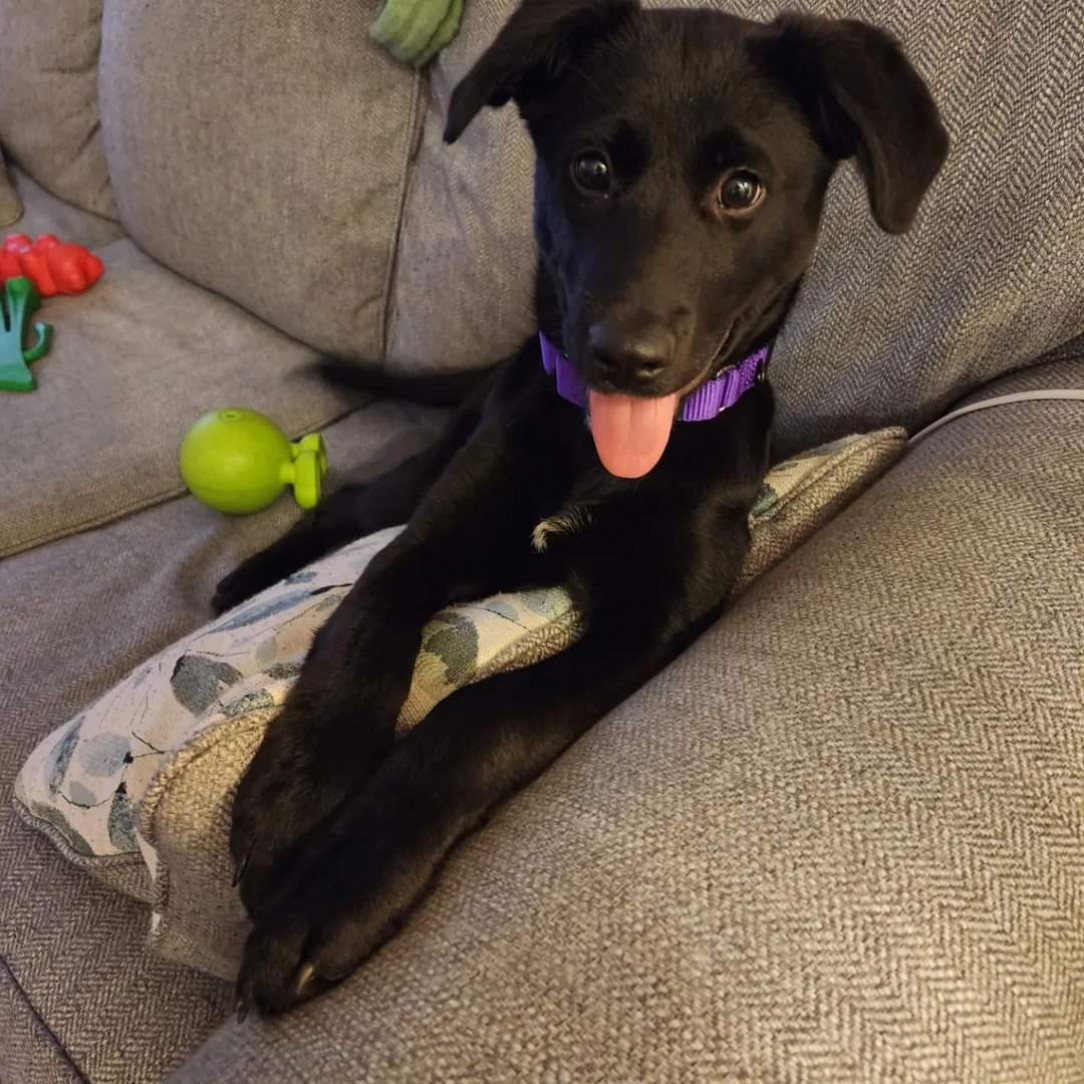 Lena, our Black Friday-adopted derp