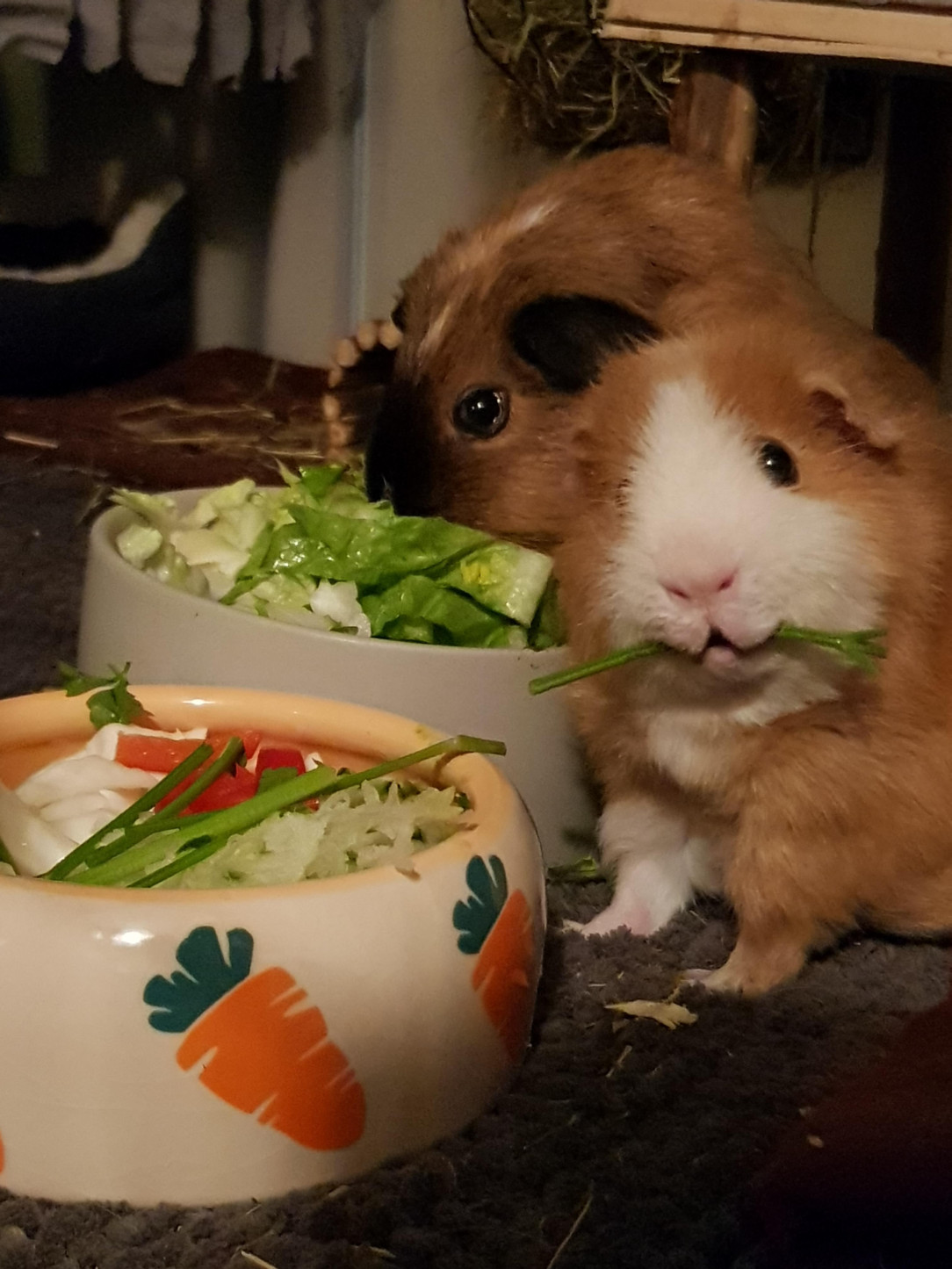 his name is Onion and he really likes parsley