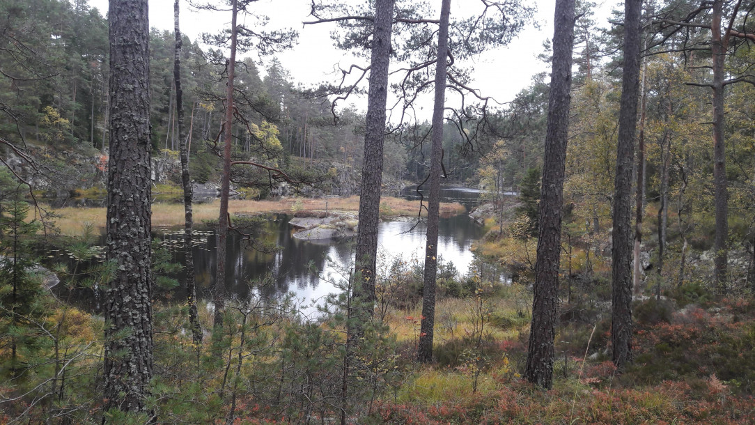 Autumn in Tresticklan National Park in Dalsland, Sweden