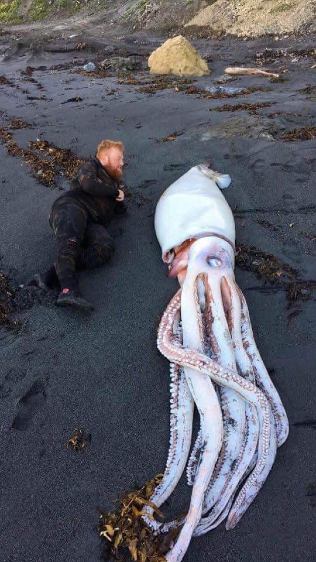 Giant squid washed up in Wellington New Zealand