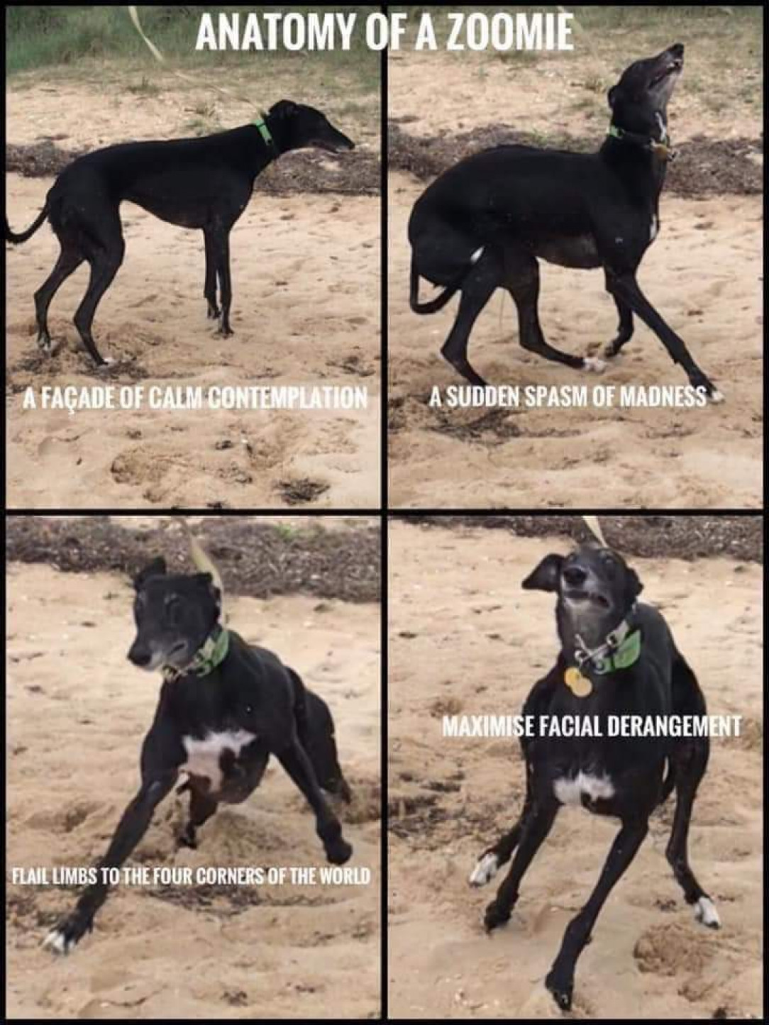 Anatomy of a zoomie