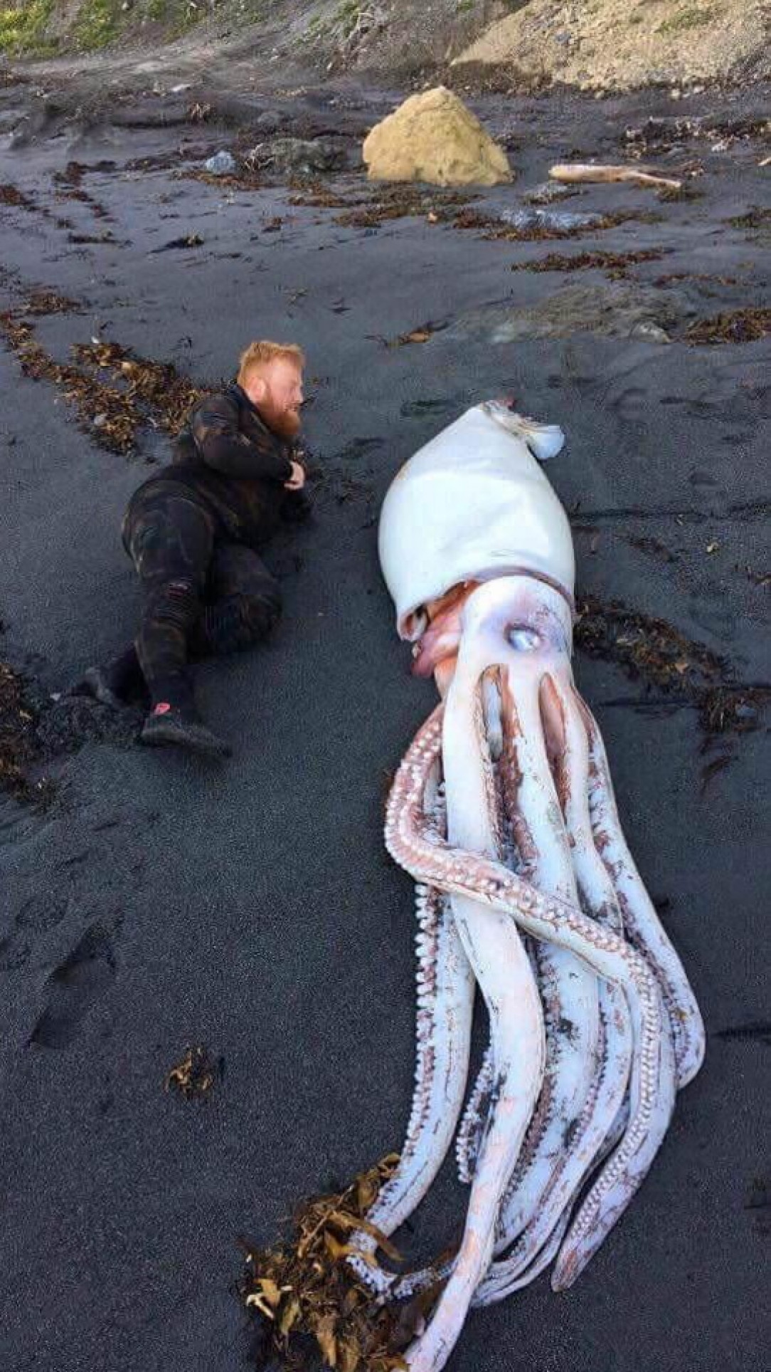 Giant squid washed up in Wellington New Zealand