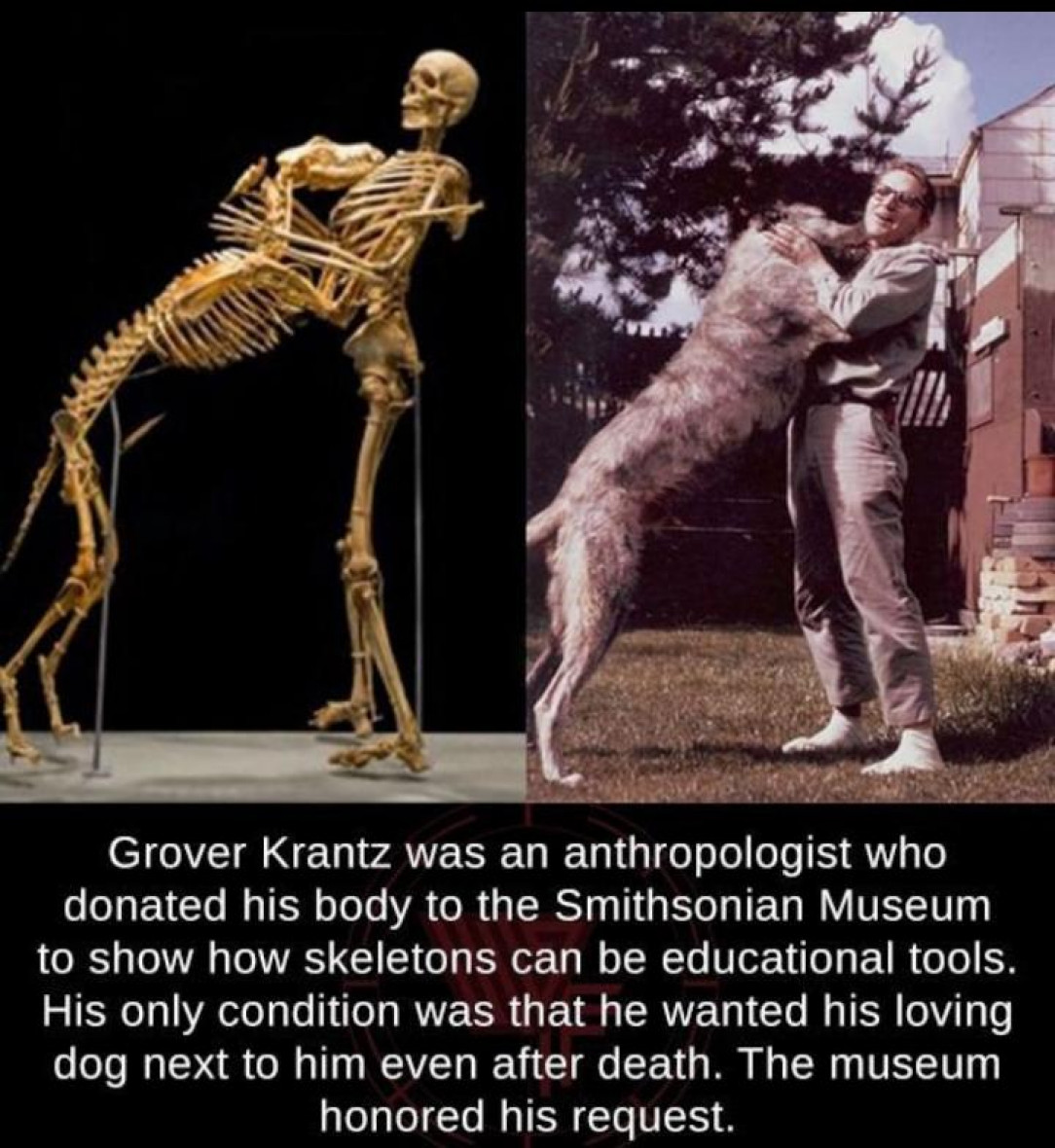 Grover Krantz&#039;s dog was a wolfhound 🐩