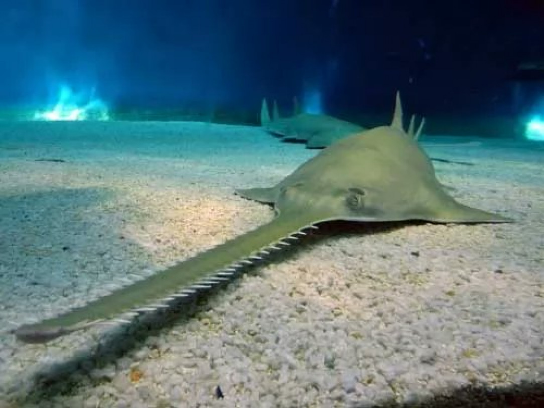 Giant sawfish