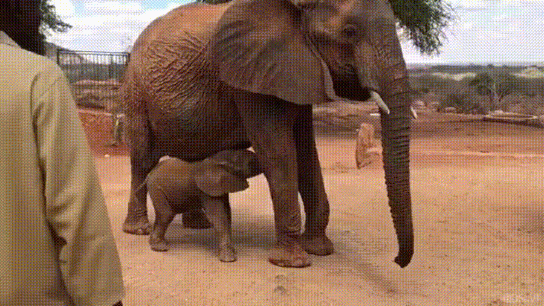 Baby elephant meets the keeper that helped take care of his mom 🐘