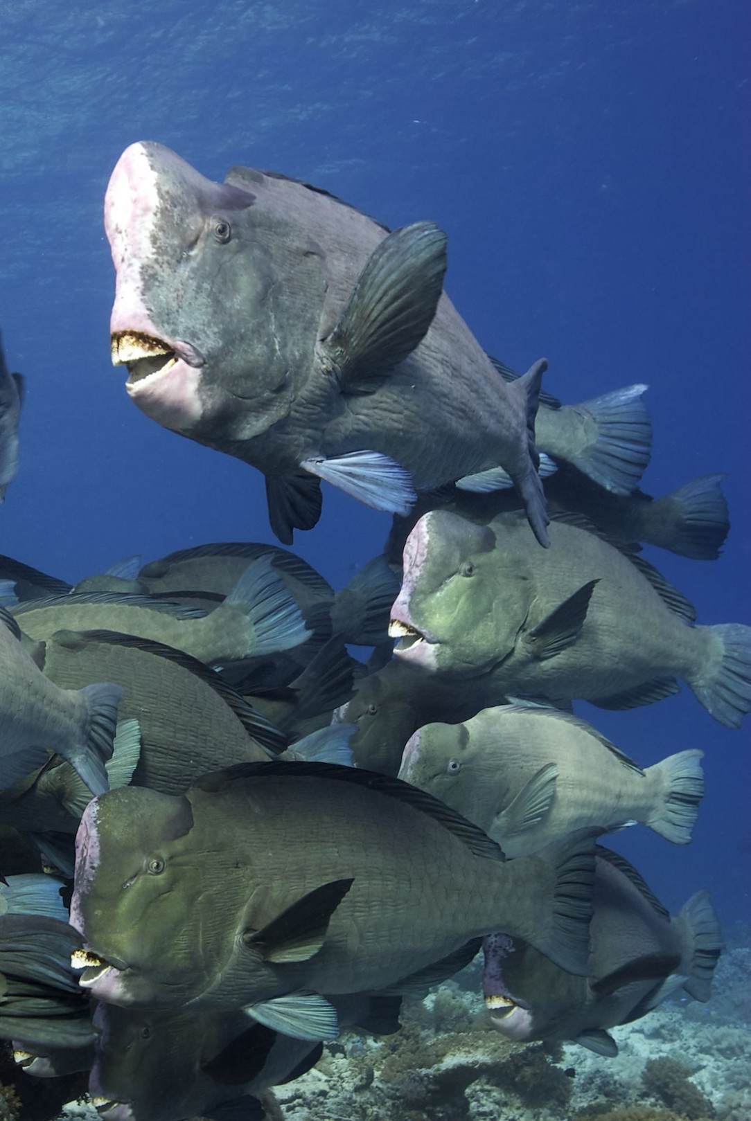 Bumphead Parrotfish