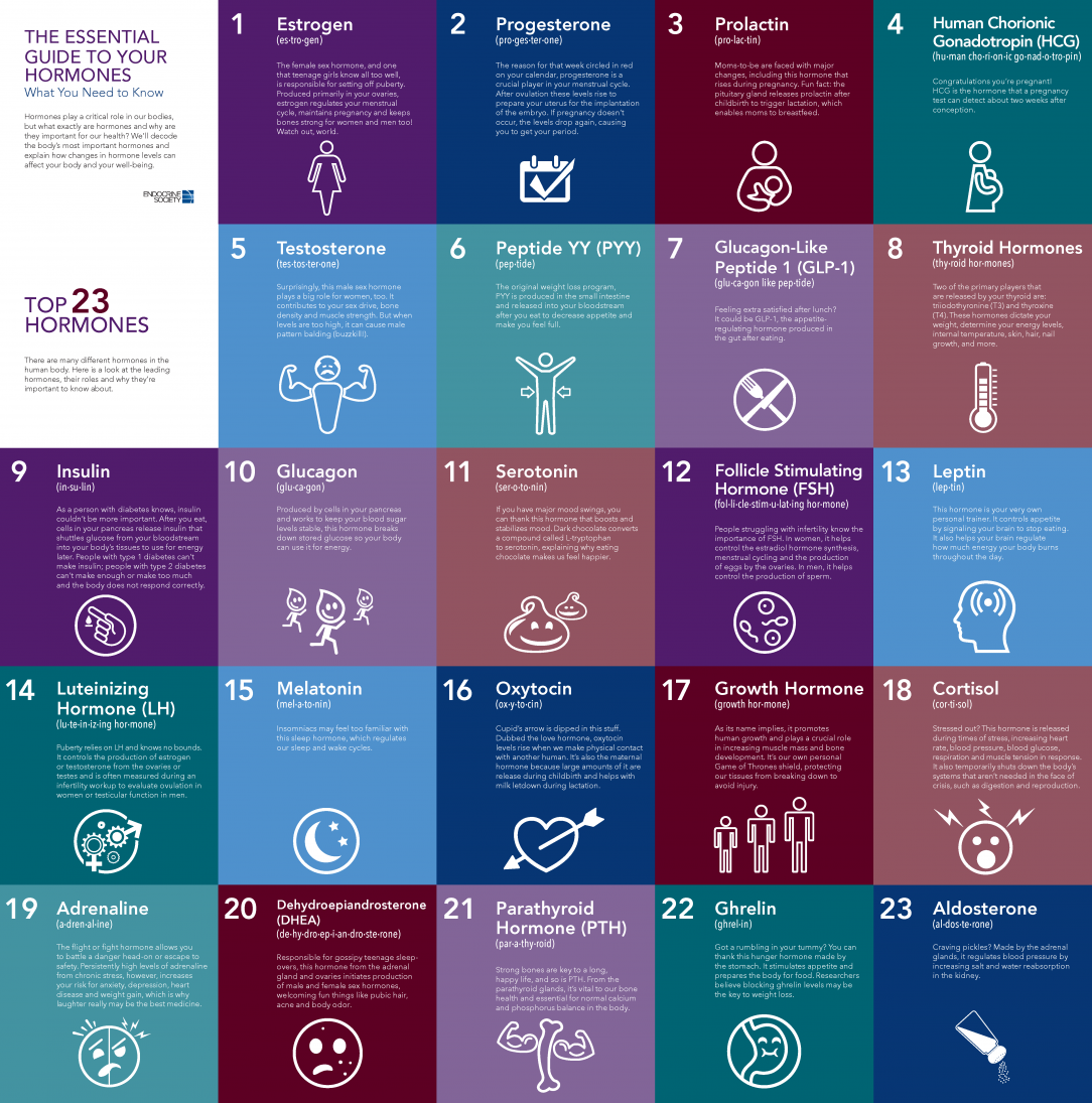 Top 23 Hormones in the Human Body