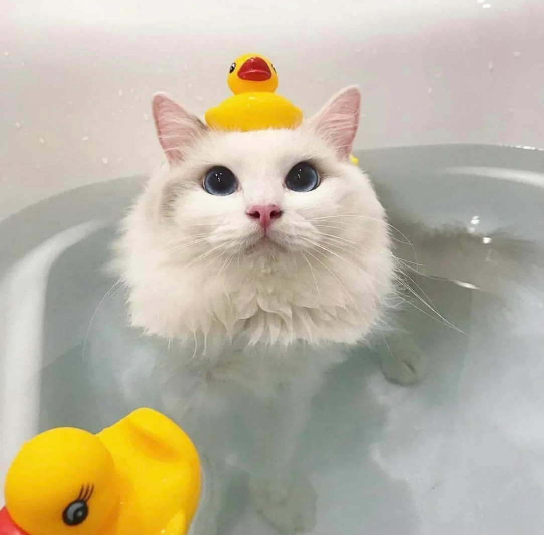 Apparently not all cats hate bath time! xd