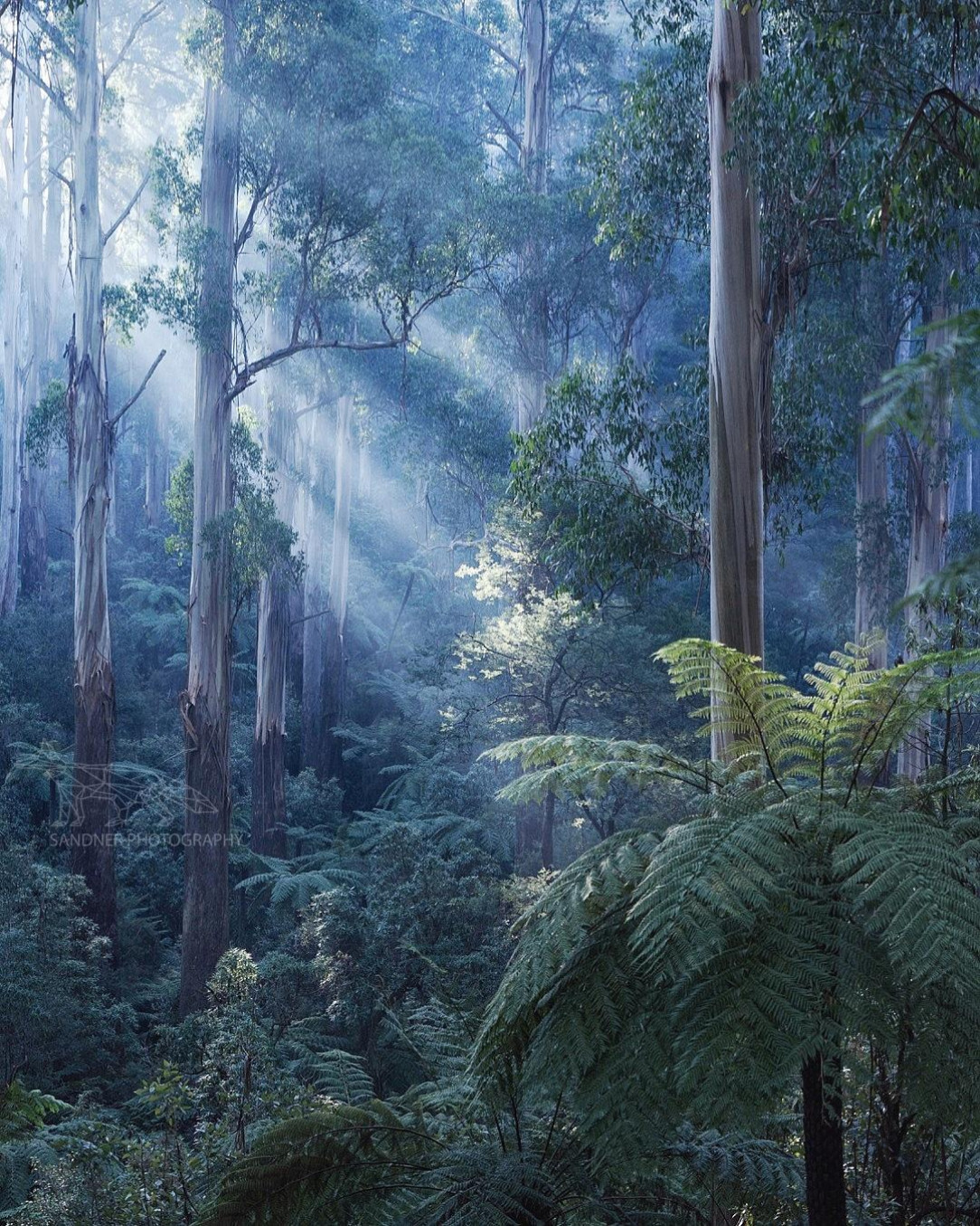 Thick temperate rainforest, predominantly of tall mountain ash in the Dandenongs, Australia