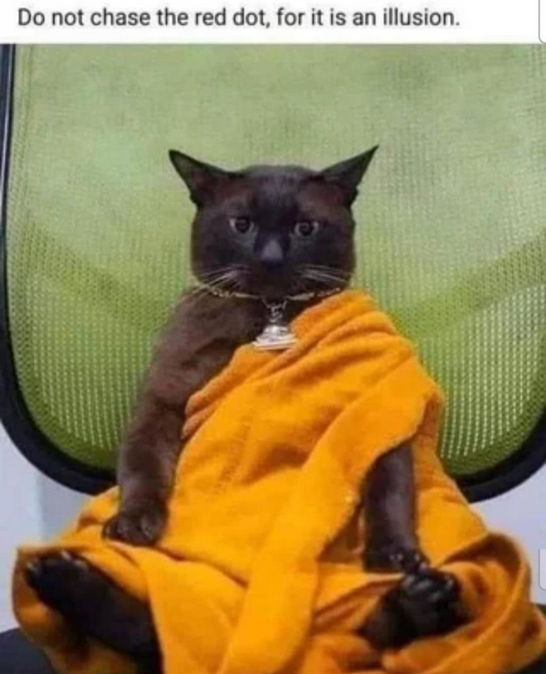 the Cat Buddha, in its most enlightened state 😸 😍