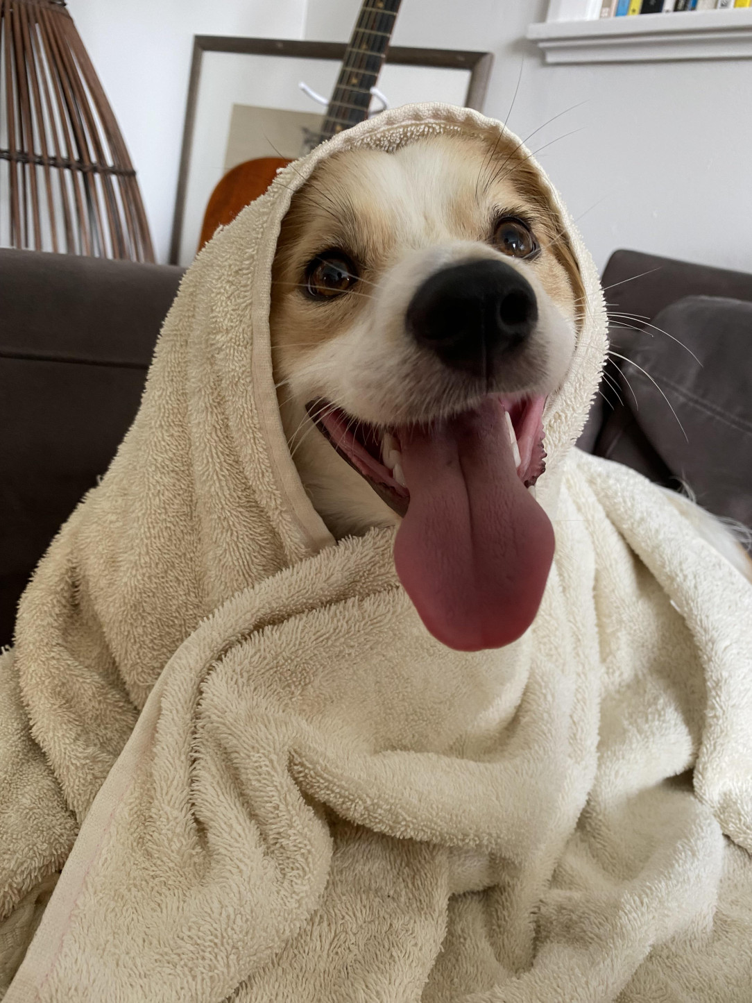 This is Duster drying off after a walk in the rain (his favourite)! This is his happiest happy face