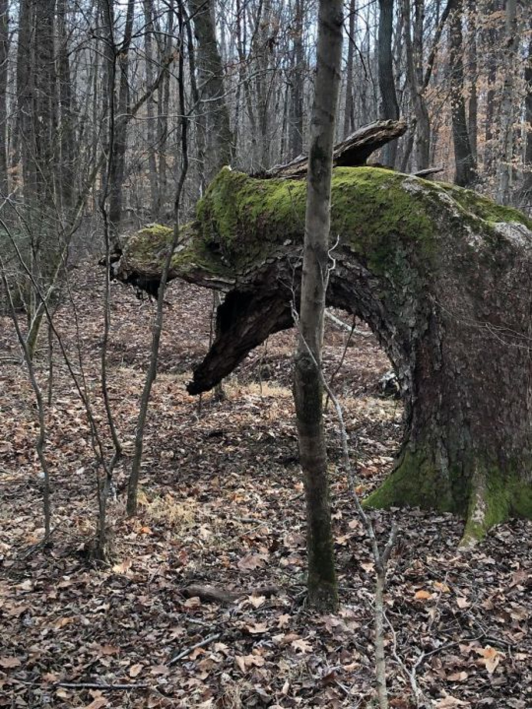 This tree shaped like a dragon&#039;s head