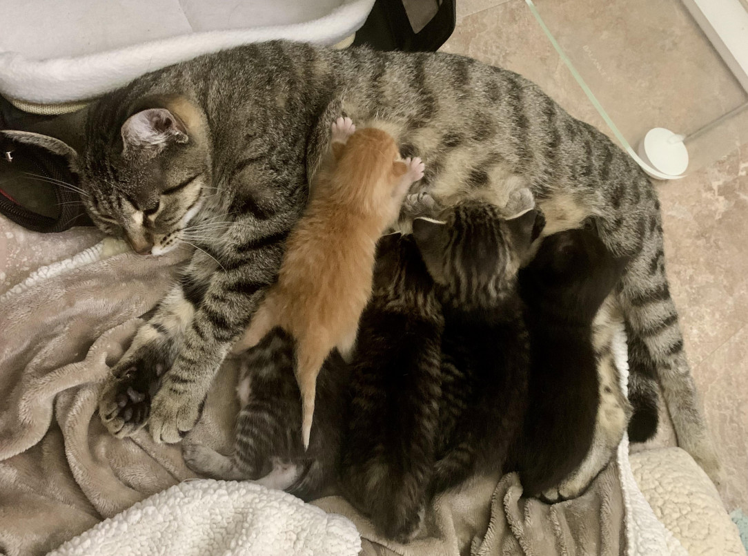 Mama Becky, her brood of babies, and the &quot;bonus baby&quot; she adopted