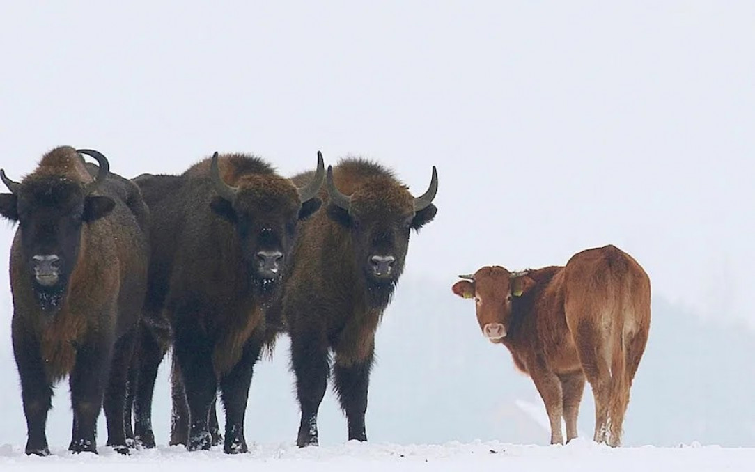 A cow escaped from a Polish farm and was spotted months later living with a herd of wild bison